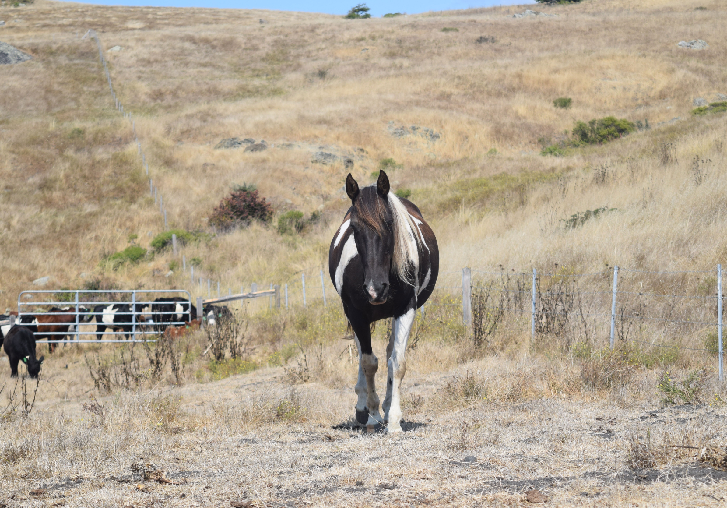 Horse Background